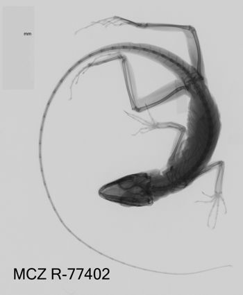 Media type: image;   Herpetology R-77402 Aspect: dorsoventral x-ray